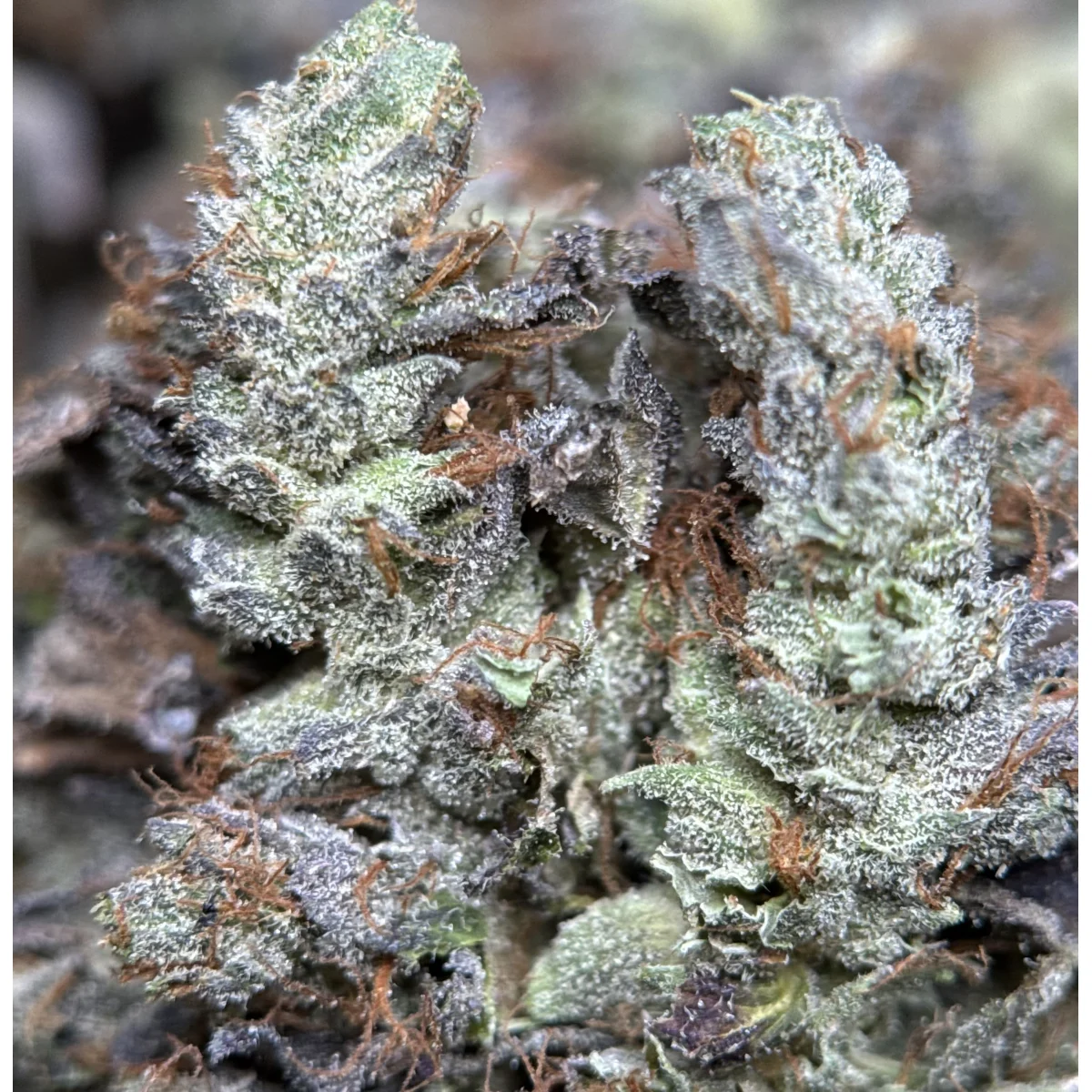 Stinky Pinky Flower from Kanata Cannabis in Ottawa 3