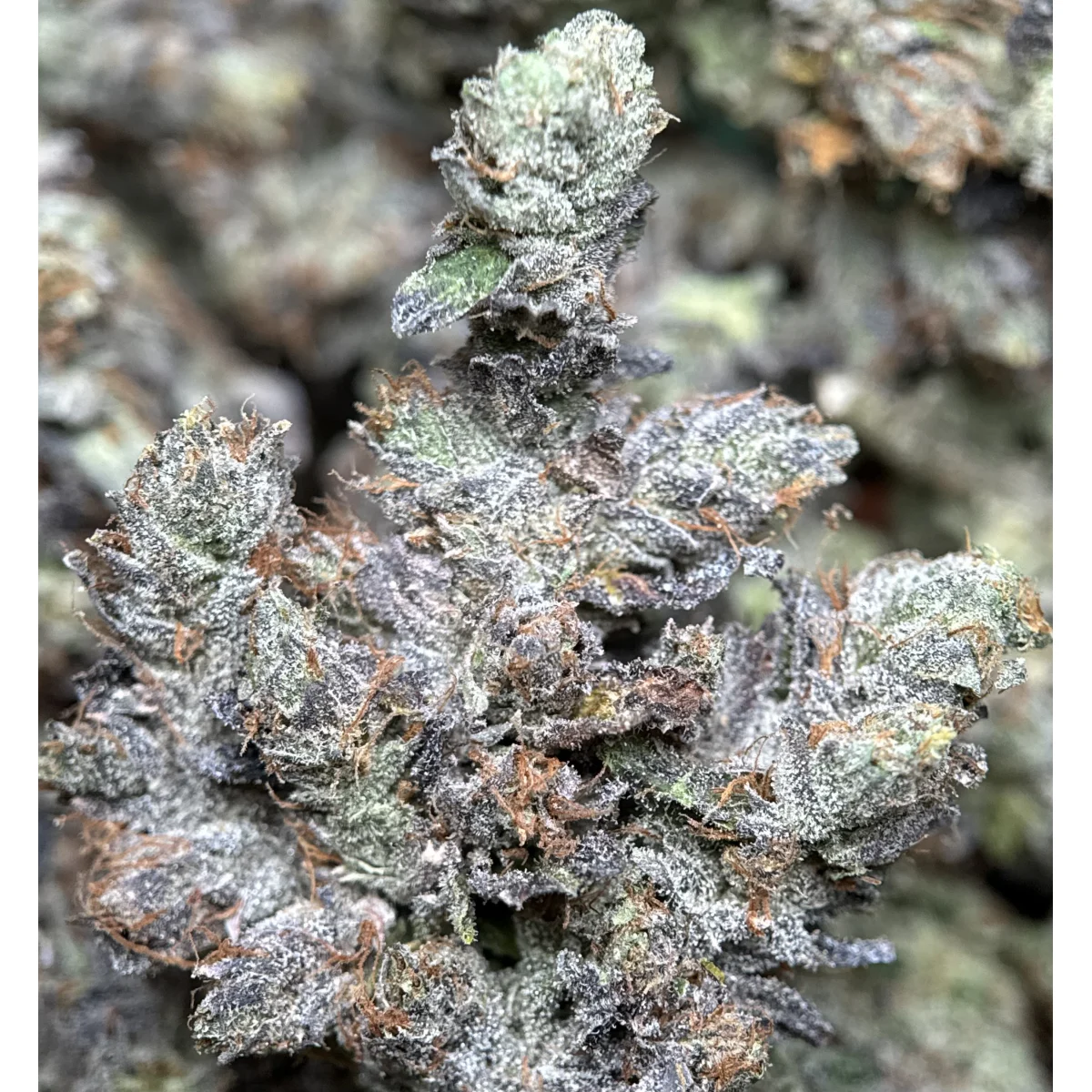 Stinky Pinky Flower from Kanata Cannabis in Ottawa 4