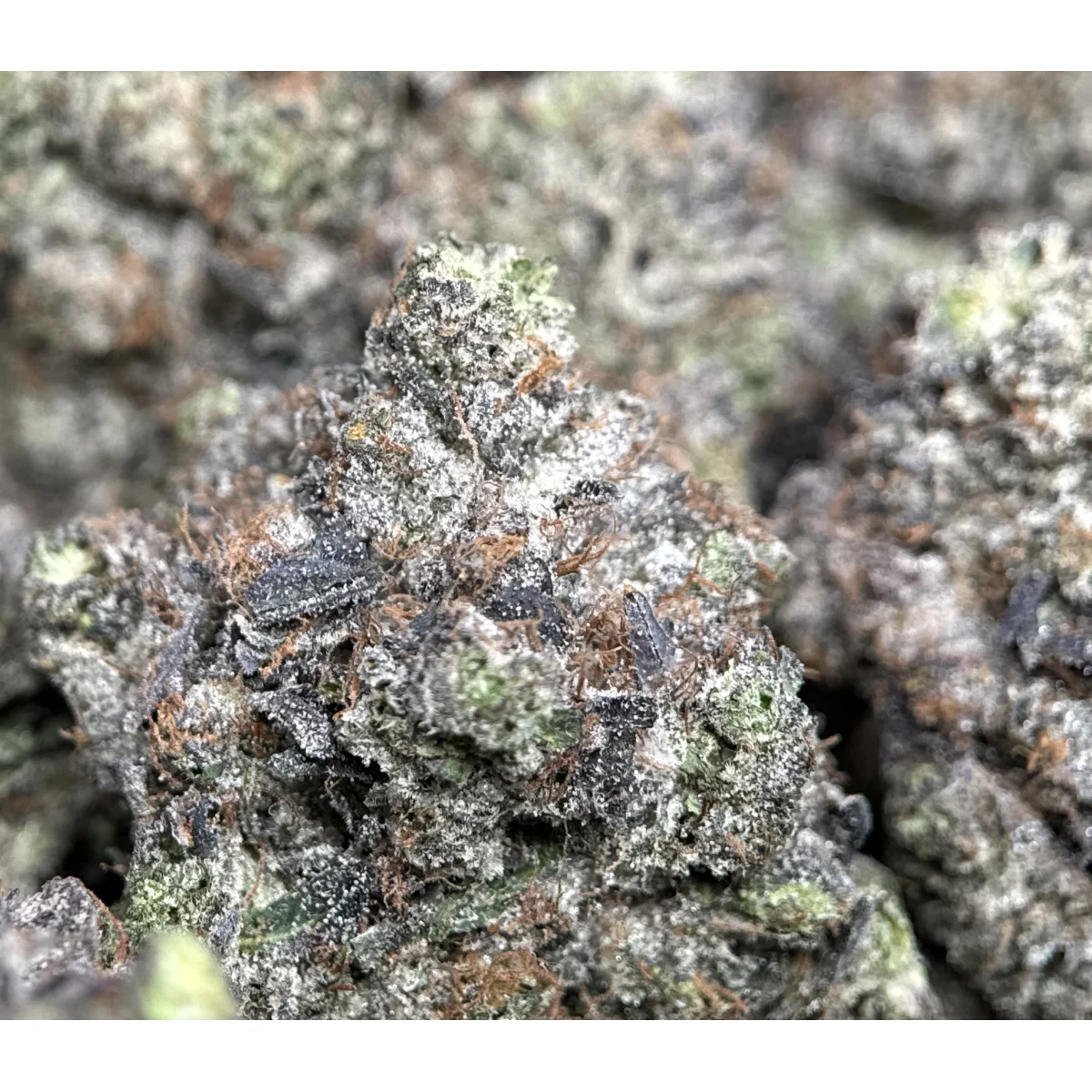 Black Roses Flower from Kanata Cannabis in Ottawa 5