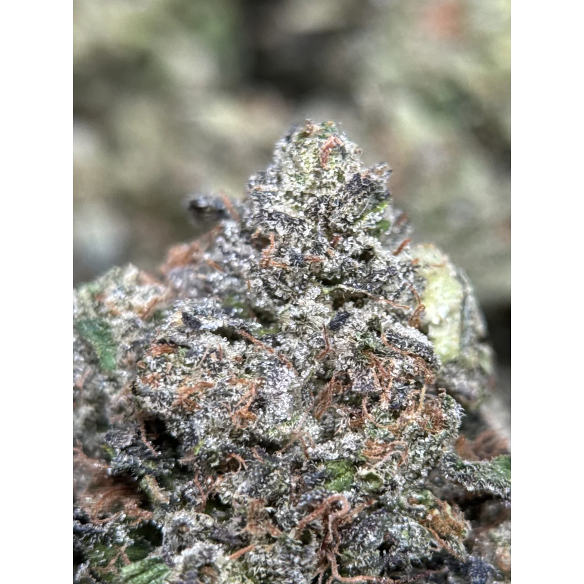 Pink Tuna Flower from Kanata Cannabis in Ottawa 4