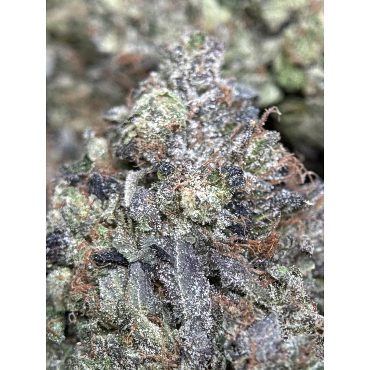 Pink Tuna Flower from Kanata Cannabis in Ottawa 2