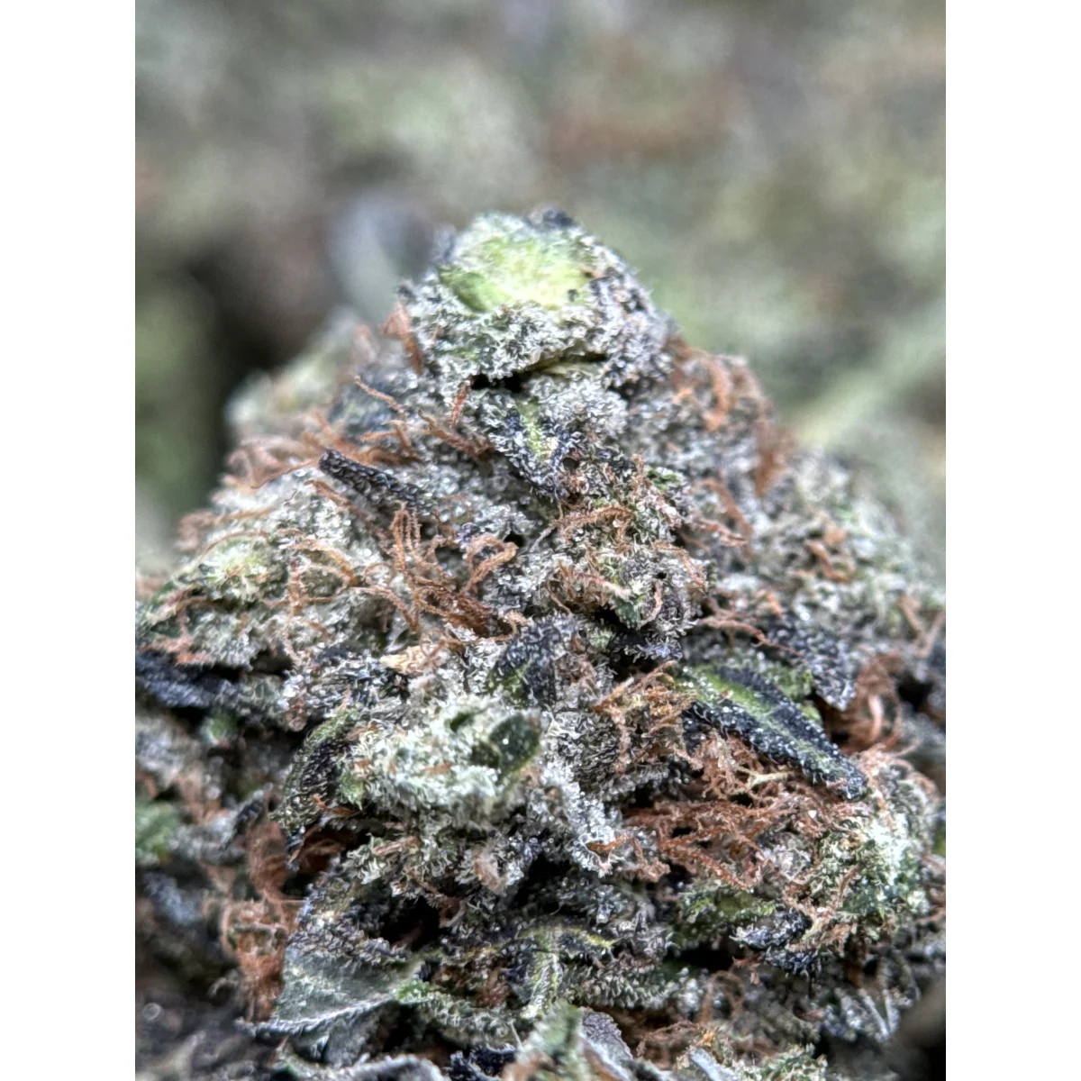 Pink Tuna Flower from Kanata Cannabis in Ottawa 3