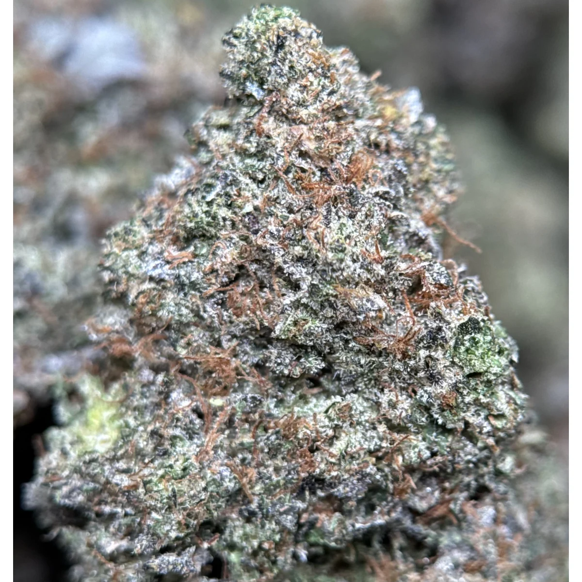 BC Black Tuna Flower from Kanata Cannabis in Ottawa 5