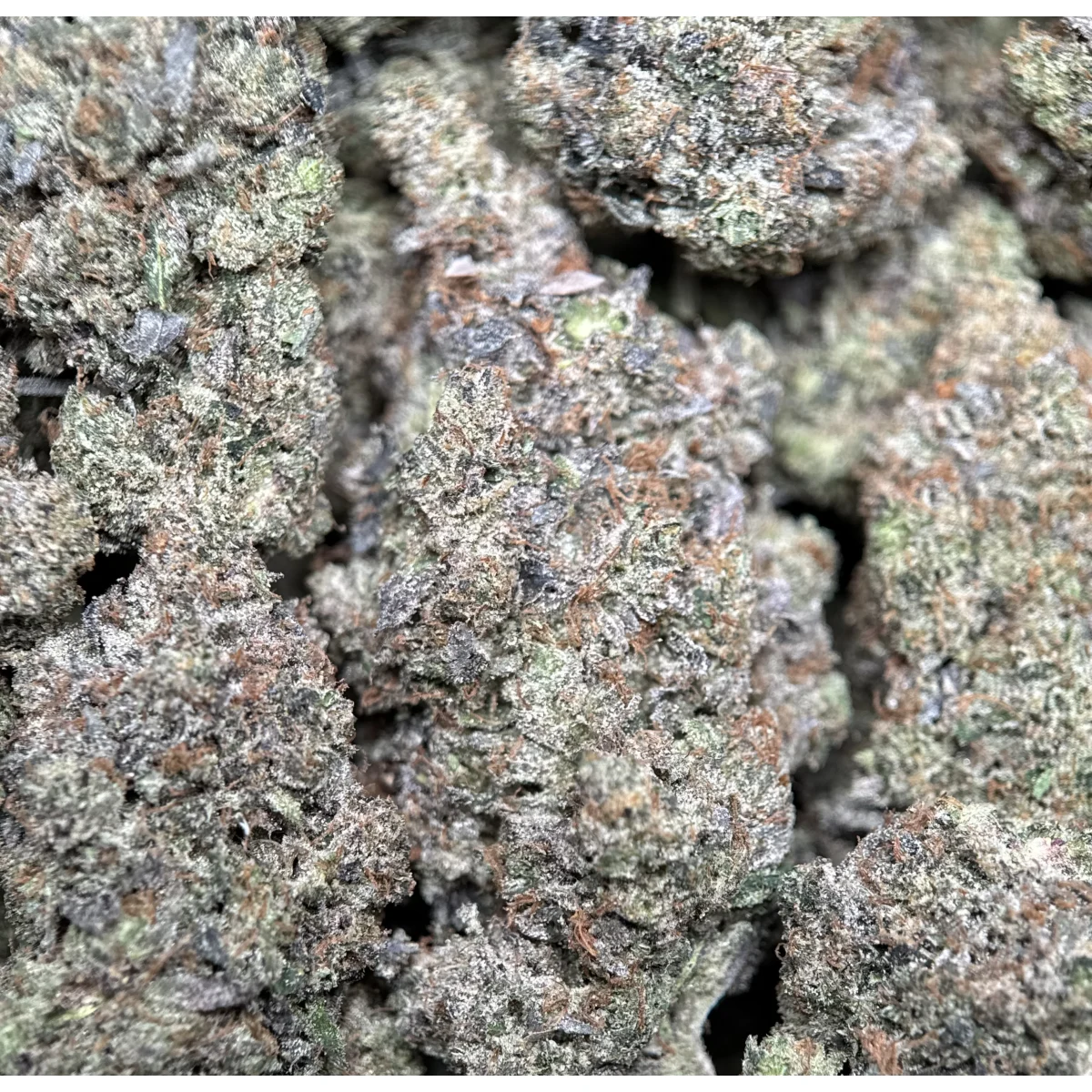 BC Black Tuna Flower from Kanata Cannabis in Ottawa 3