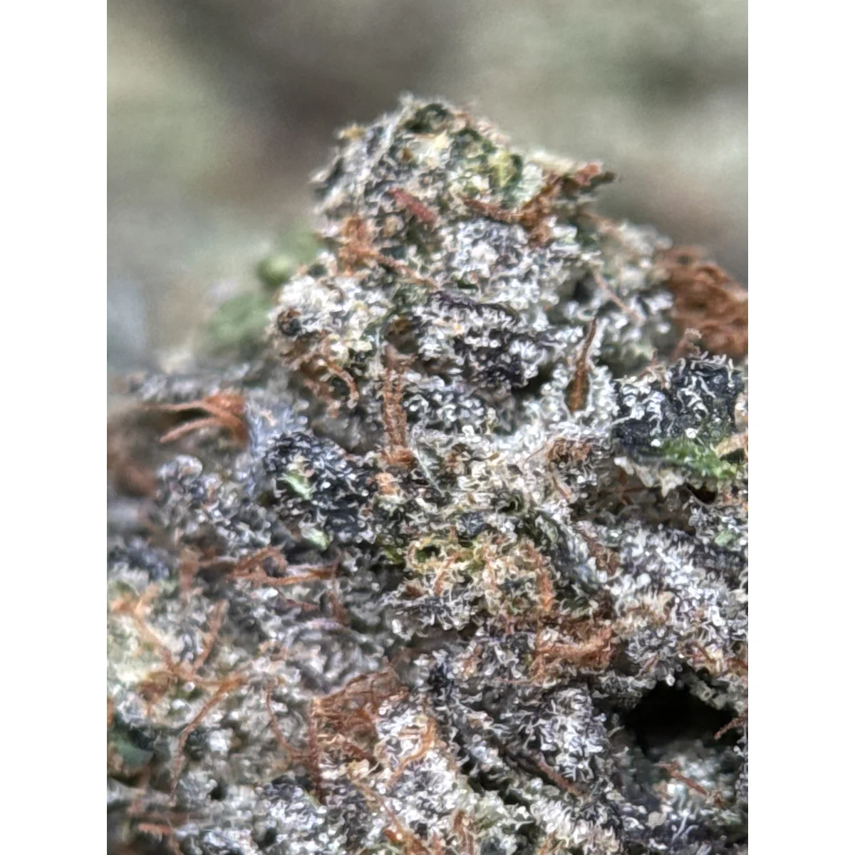 BC Black Tuna Flower from Kanata Cannabis in Ottawa 2