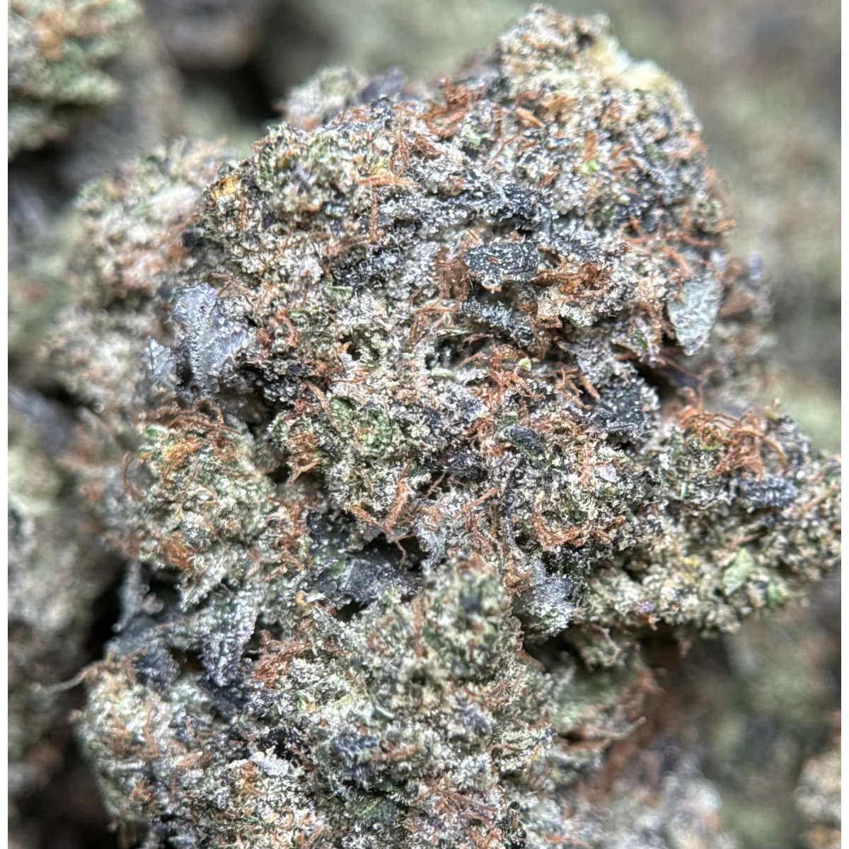 BC Black Tuna Flower from Kanata Cannabis in Ottawa 4