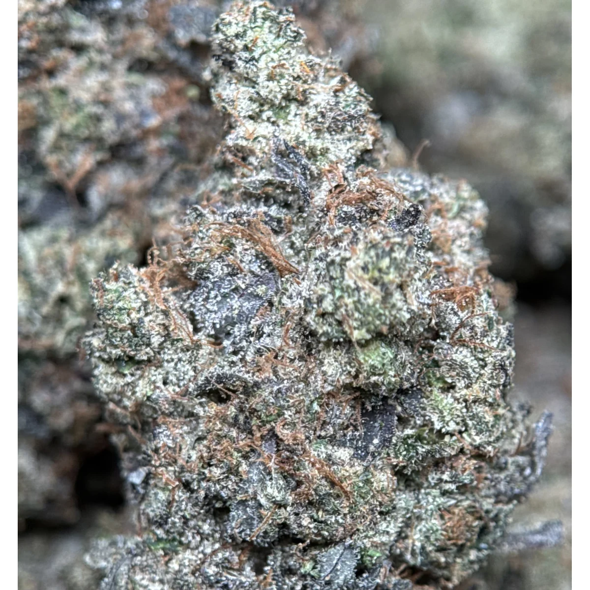 BC Black Tuna Flower from Kanata Cannabis in Ottawa 6