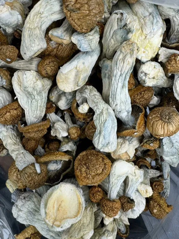 Mushroom Almond Chocolate Bites Mushrooms from Kanata Cannabis in Ottawa 2